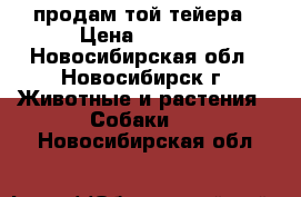 продам той-тейера › Цена ­ 3 000 - Новосибирская обл., Новосибирск г. Животные и растения » Собаки   . Новосибирская обл.